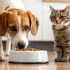 Will My Dog Get Sick If He Eats Cat Food? Understanding the Risks and Best Practices