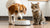Will My Dog Get Sick If He Eats Cat Food? Understanding the Risks and Best Practices-140135268591