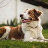 Will My Dog Put on Weight After Being Spayed? Understanding the Facts and Myths