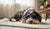 Will My Dog's Behavior Change After Neutering? Understanding the Effects of Sterilization-141235093743