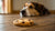 Will One Chocolate Chip Cookie Hurt a Dog? Understanding the Risks and Safeguards-140929237231