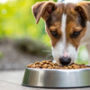 Will Puppy Food Help a Dog Gain Weight?