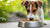 Will Puppy Food Help a Dog Gain Weight?