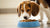Will Puppy Food Help My Dog Gain Weight? Understanding Nutritional Needs for Dogs