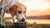 Will Puppy Food Hurt an Adult Dog? Understanding the Differences in Canine Nutrition