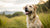 Will Puppy Food Hurt My Adult Dog? Understanding the Risks and Nutritional Needs