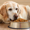 Will Puppy Food Hurt My Senior Dog? Understanding Nutritional Needs Across Life Stages