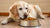 Will Puppy Food Hurt My Senior Dog? Understanding Nutritional Needs Across Life Stages