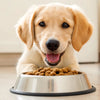 Will Puppy Food Make My Dog Gain Weight? Understanding the Nutritional Needs of Dogs