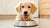 Will Puppy Food Make My Dog Gain Weight? Understanding the Nutritional Needs of Dogs