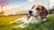 Will Spaying My Dog Change Her Behavior? Understanding the Impact of the Procedure-141223067887