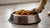 Will Wet Dog Food Give My Dog Diarrhea? Understanding the Risks and Benefits