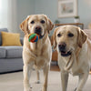 Will Wet Dog Food Help With Constipation? Exploring Solutions to Support Your Dog’s Digestive Health