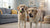 Will Wet Dog Food Help With Constipation? Exploring Solutions to Support Your Dog’s Digestive Health