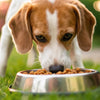 Will Wet Food Give My Dog Diarrhea? Understanding Impacts and Solutions