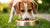 Will Wet Food Give My Dog Diarrhea? Understanding Impacts and Solutions