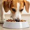 Will Wet Food Help My Dog Gain Weight? Understanding the Impact of Diet on Canine Health