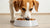 Will Wet Food Help My Dog Gain Weight? Understanding the Impact of Diet on Canine Health