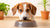 Will Wet Food Make My Dog Have Diarrhea? Understanding the Connection