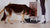Houndsy-39175638155503