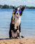 Houndsy-39393139785967