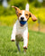 Houndsy-39861522989295