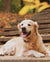 Houndsy-40493002621167