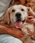 Houndsy-38949642961135